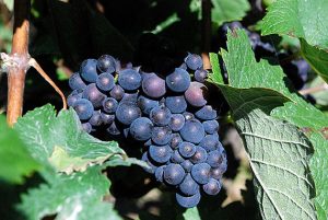 Vinhedo na Champagne - Foto: Curtis Foreman CCBYSA