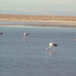 Flamingos rosados no Deserto de Atacama, Chile