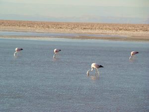 Flamingos rosados no Deserto de Atacama, Chile