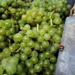 Uva Chardonay - Foto: Champagne Philipponnat CCBY_