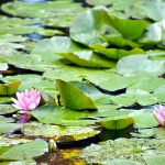 Le jardin de Claude Monet, em Giverny - Foto Mat's eye CCBY