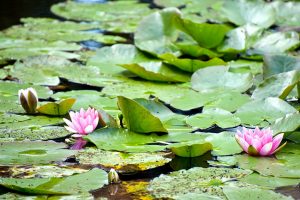 Le jardin de Claude Monet, em Giverny - Foto Mat's eye CCBY