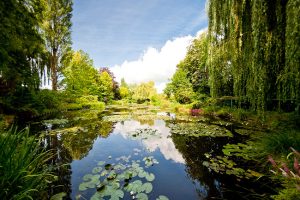 Les Nymphéas, Jardim de Claude Monet, Giverny Foto - Mat's eye CCBY