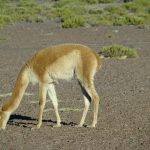 Vicunha no Deserto do Atacama, Chile
