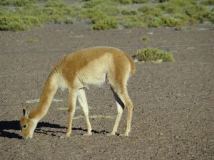 Vicunha no Deserto do Atacama, Chile