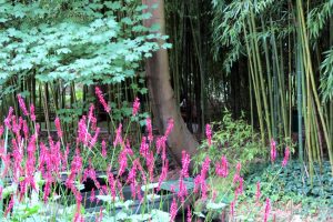 Jardim de Monet em Giverny - Foto Ffidber BBCY