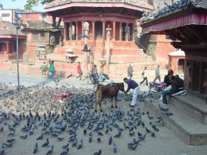 Vaca Sagrada é alimentada no Durbar Square de Katmandu