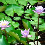 Jardim flutuante, em Bora-Bora, Tahiti