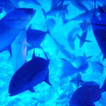 Peixes junto dos vidros do submarino, em Bora Bora