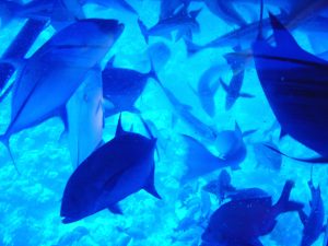 Peixes junto dos vidros do submarino, em Bora Bora